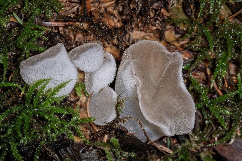 Mushroom (Pseudohydnum gelatinosum)