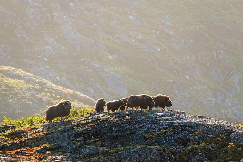 Musk oxen (Ovibos moschatus)
