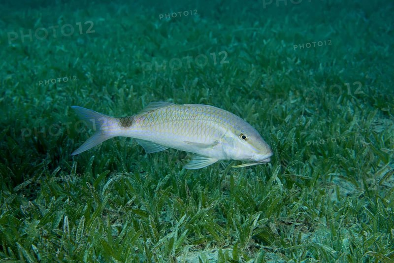 Two spot Goatfish (Parupeneus rubescens) swim over sea gras