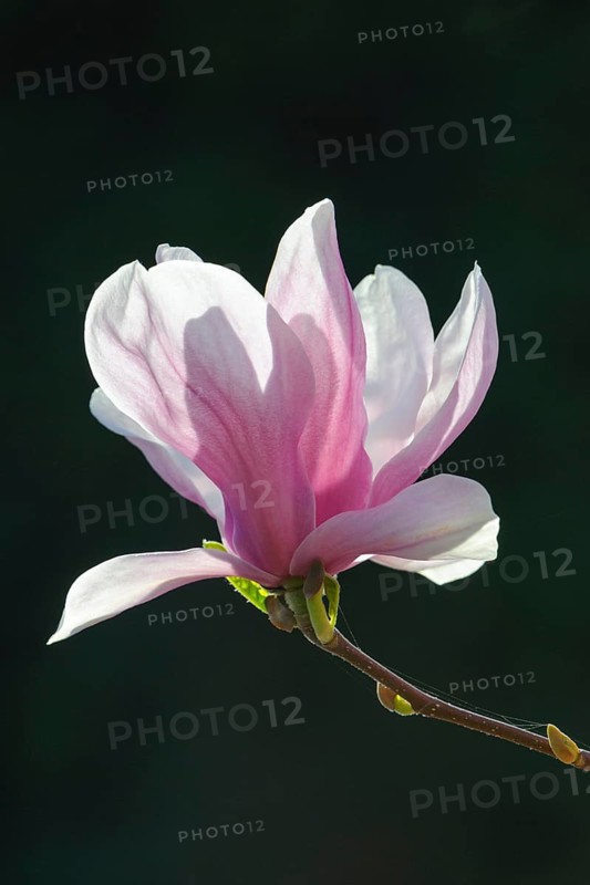 Flowering of Chinese Magnolia (Magnolia x soulangeana)