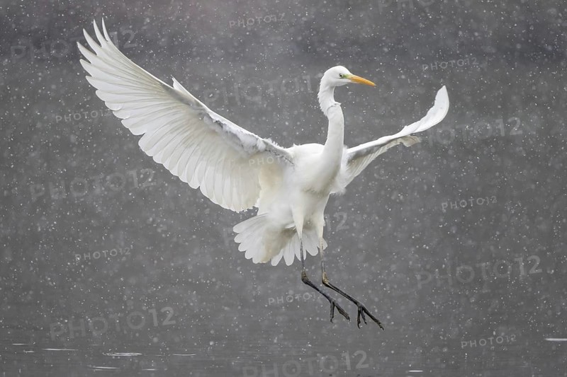 Great egret (Ardea alba) flying during snowfall