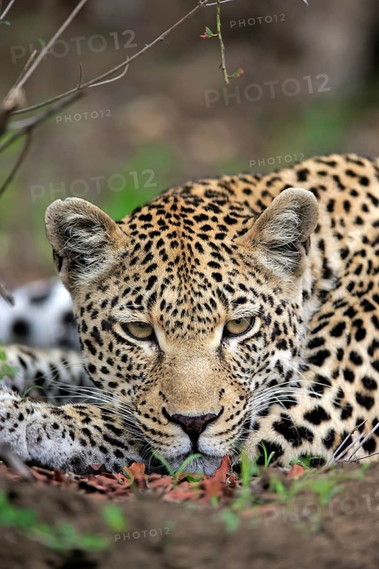 Leopard (Panthera pardus)