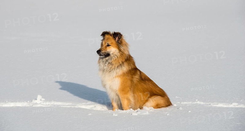 Islanddog (Canis lupus familiaris) sits in the snow