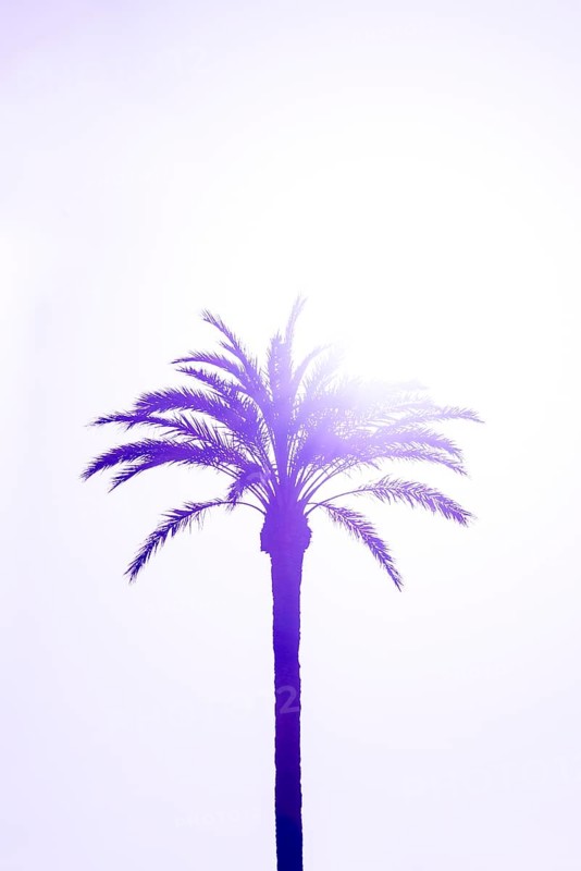 Palm (Arecaceae) against light