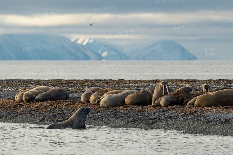Walruses (Odobenus rosmarus)