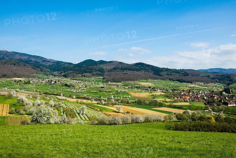 Flowering orchard meadows