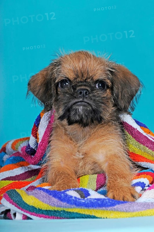 Brussels Griffon