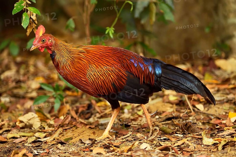 Sri Lankan junglefowl (Gallus lafayetii)