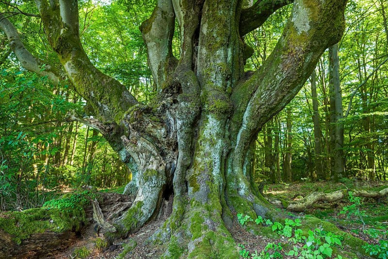 Old Common beech (Fagus sylvatica)