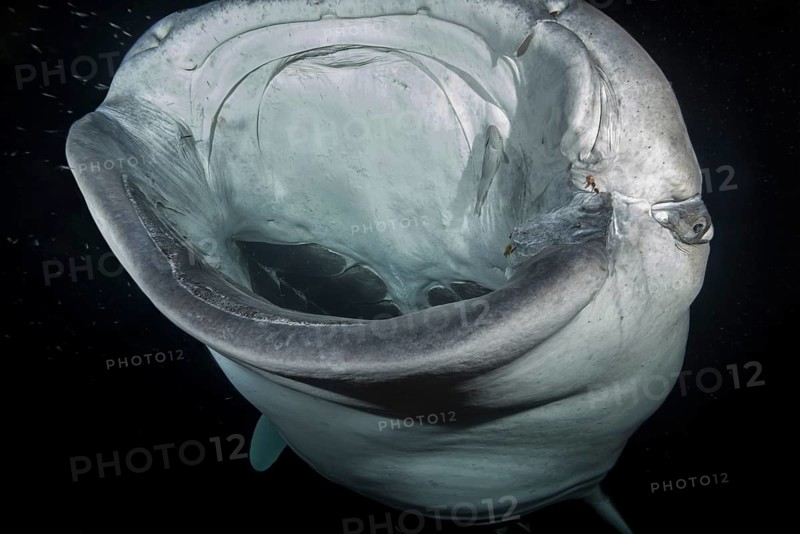Animal portrait of the Whale Shark (Rhincodon typus) with open mouth