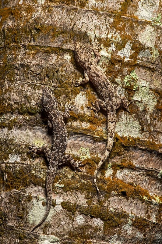 Two house geckos (Hemidactylus mercatorius) camouflaged on tree bark