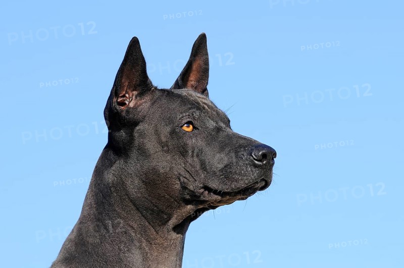 Thai Ridgeback