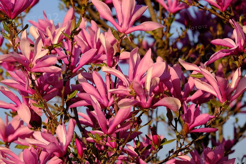 Mulan magnolia (Magnolia liliiflora)