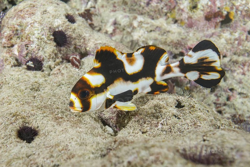 Baby Oriental Sweetlips (Plectorhinchus vittatus) color juveniele