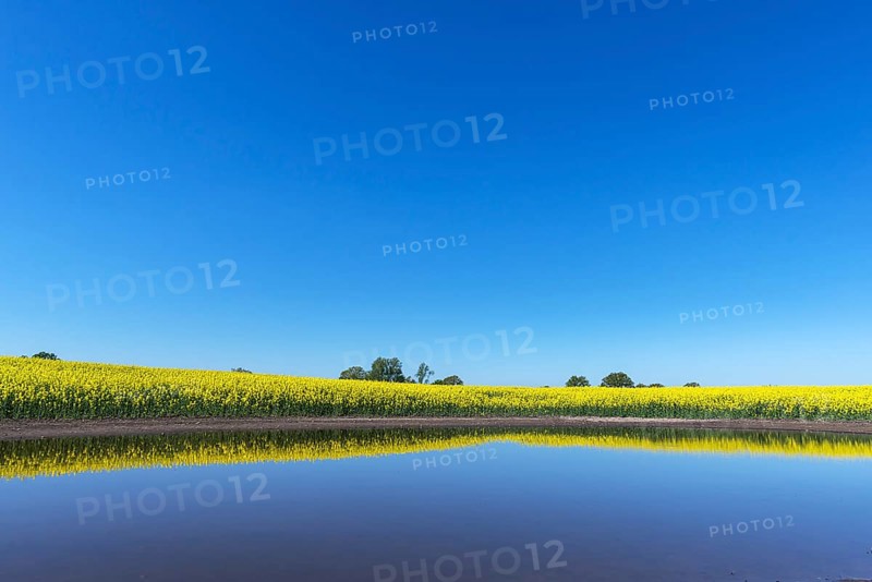 Blooming Rapefield (Brassica napus) is reflected in a Kettle hole