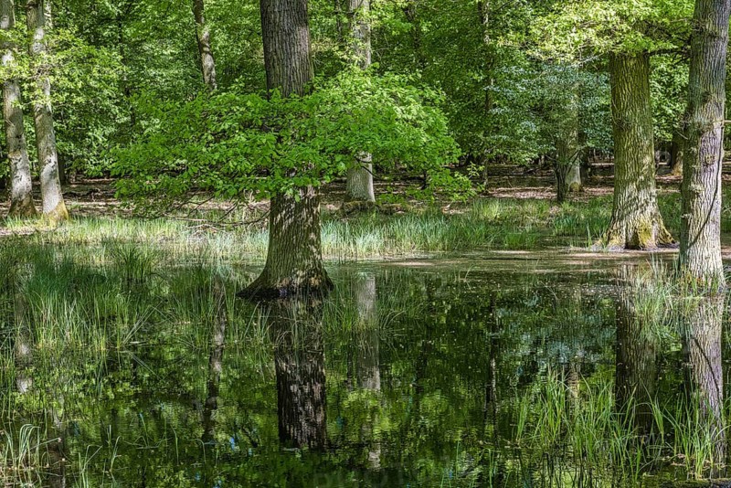 Alluvial forest in the nature reserve Monchbruch