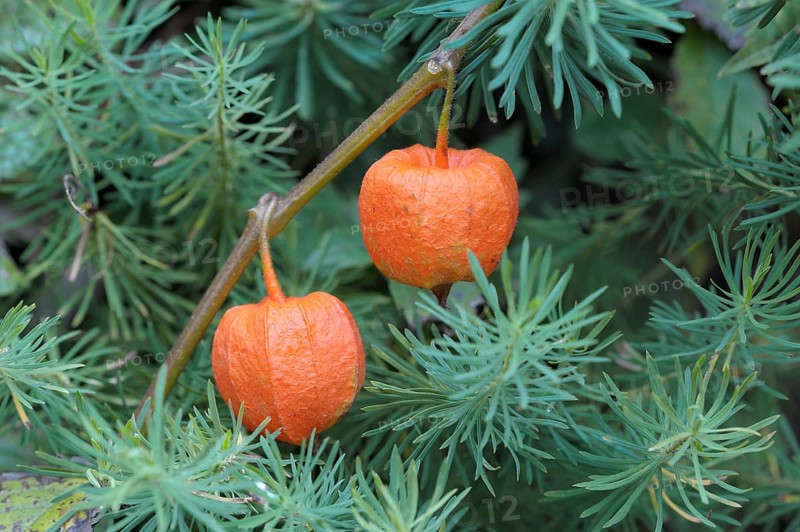 Bladder cherry (Physalis alkekengi)