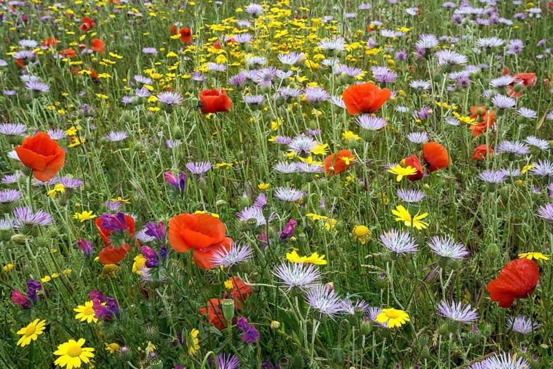 Blooming flower meadow with Purple Milk Thistles (Galactites tomentosus)