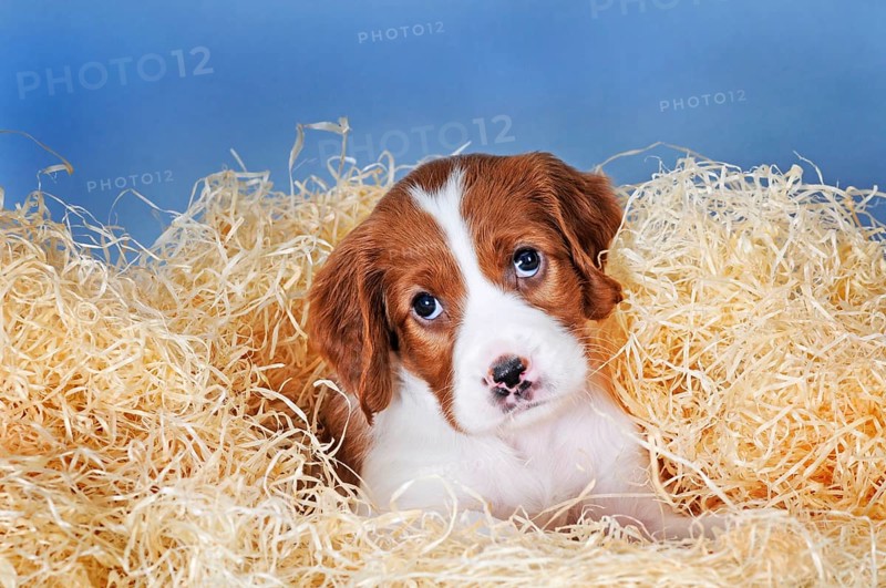 Irish Red and White Setter