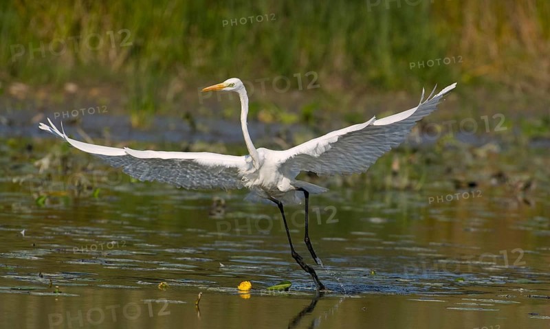 Great egret (Ardea alba) in water with open wings