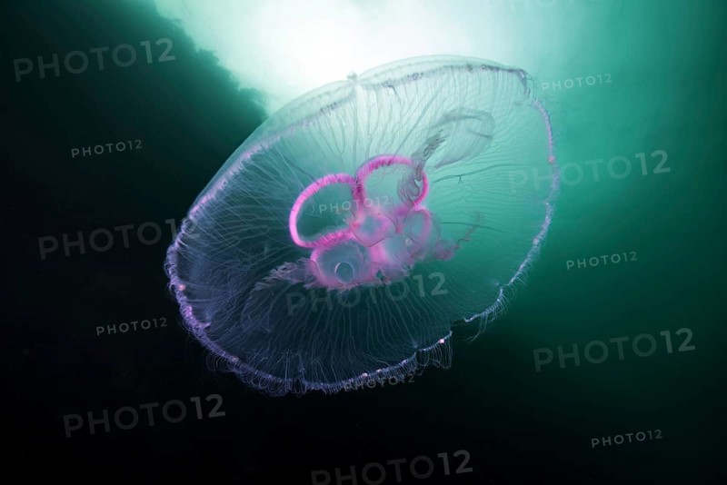 Moon jellyfish (Aurelia aurita)