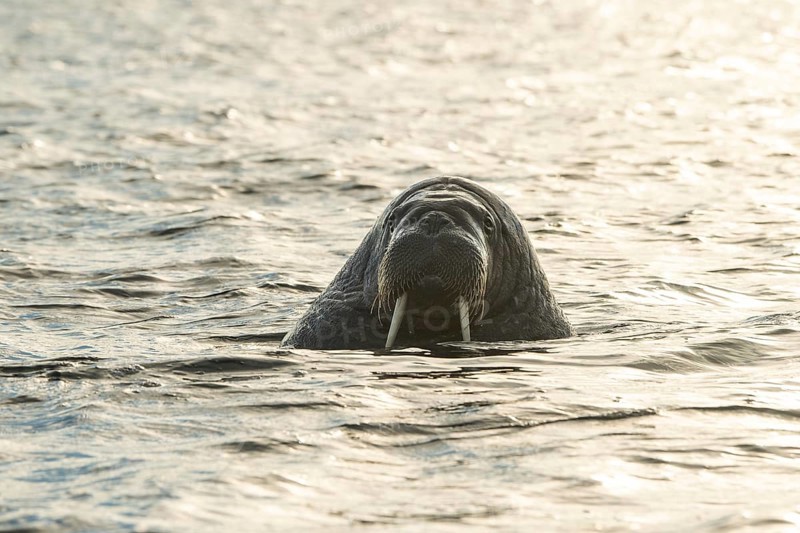 Walrus (Odobenus rosmarus)