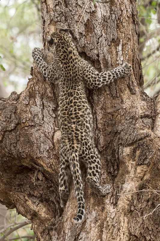 Leopard (Panthera pardus)