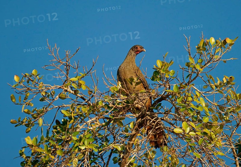 Chaco chachalaca (Ortalis canicollis)