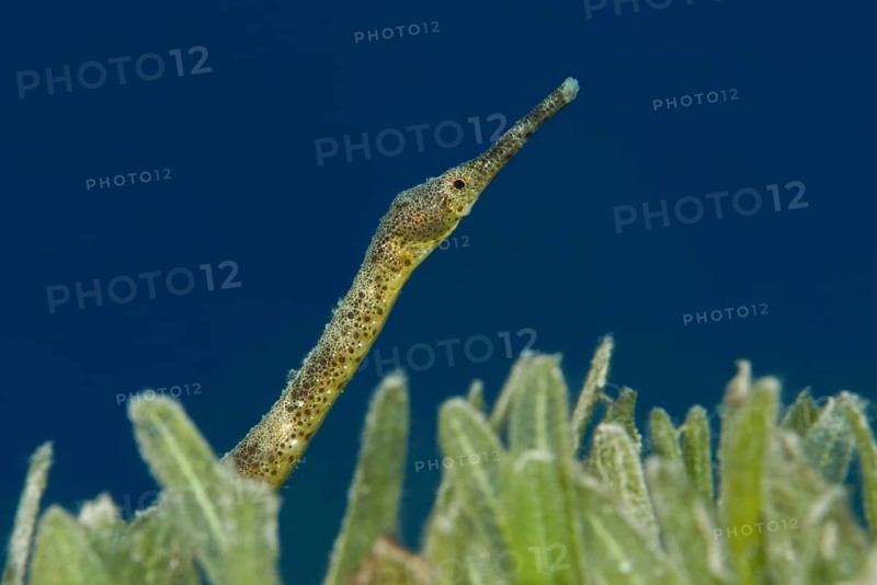 Short-tailed Pipefish (Trachyrhamphus bicoarctatus) on the sea grass