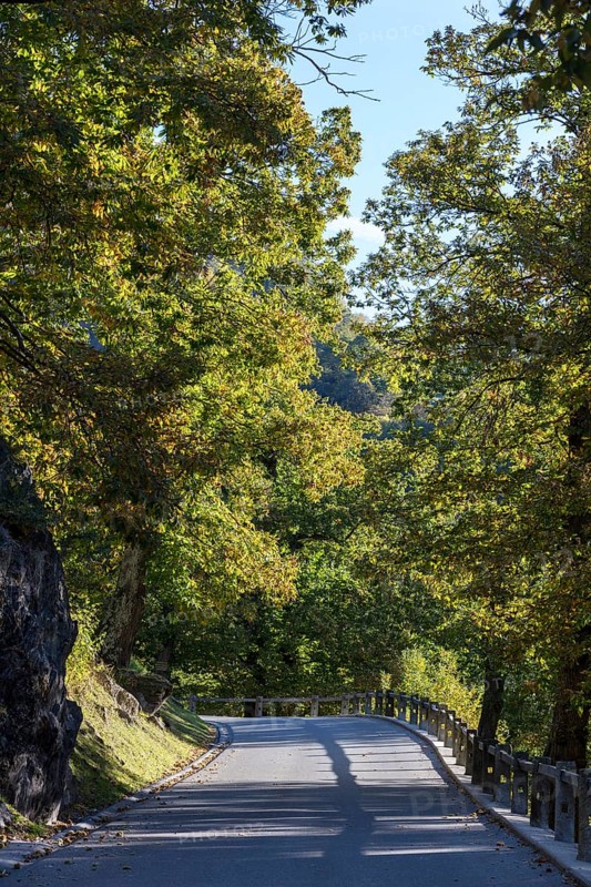 Road through chestnut grove