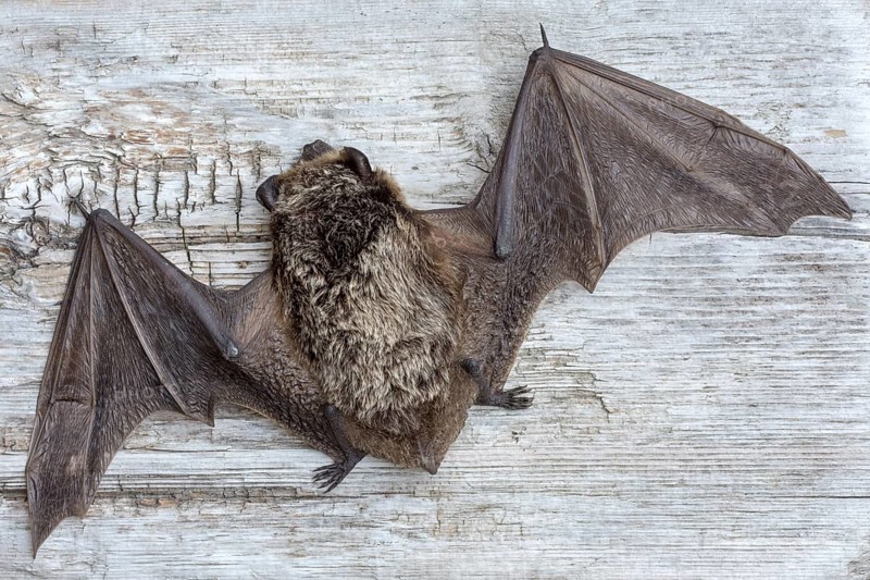 Parti-coloured bat (Vespertilio murinus)