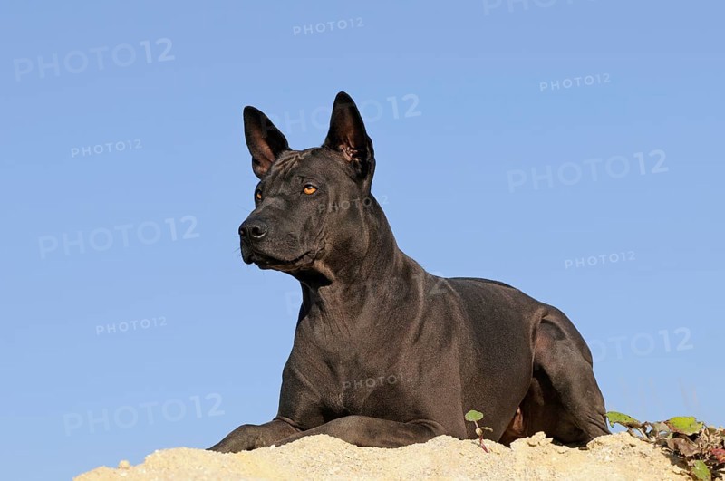 Thai Ridgeback