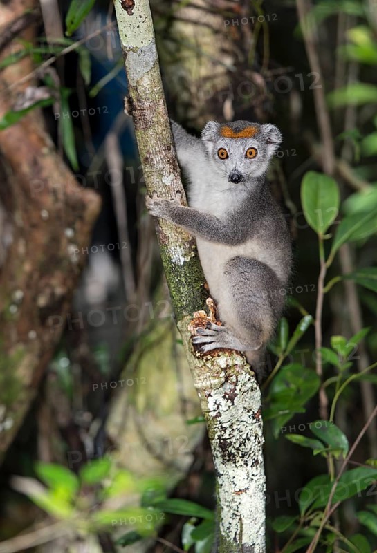 Crowned lemur (Eulemur coronatus) climbs on tree