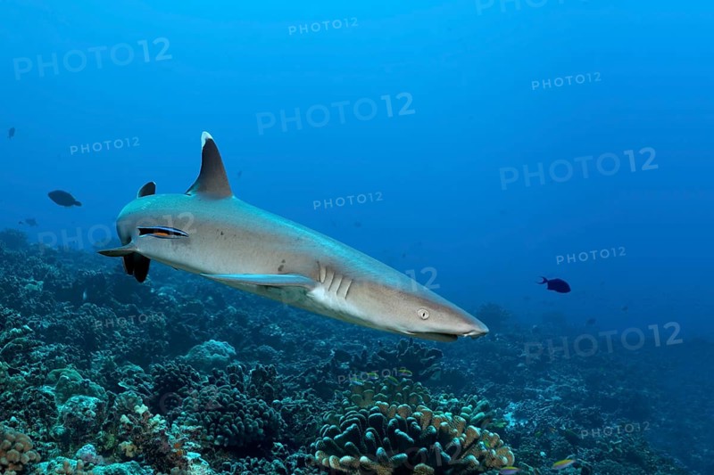 Whitetip reef shark (Triaenodon obesus) with Wipers Lipfish (Labroides dimidiatus)