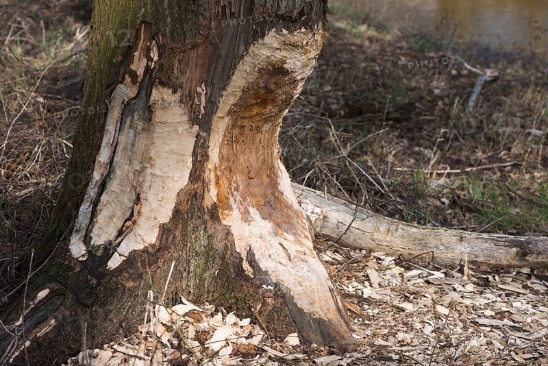 Feeding marks of European beaver (Castor Fiber) on the trunk of an oak (Quercus robur)