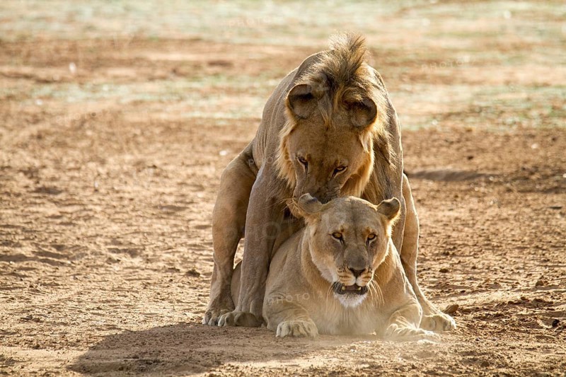 Lions (Panthera leo) during mating