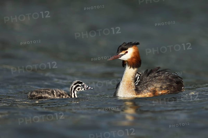 Great crested grebe (Podiceps cristatus)