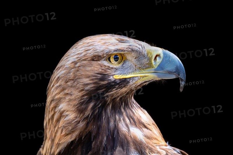 Eastern imperial eagle (Aquila heliaca)