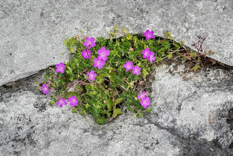 Bloody cranesbill (Geranium sanguineum) in Crevice