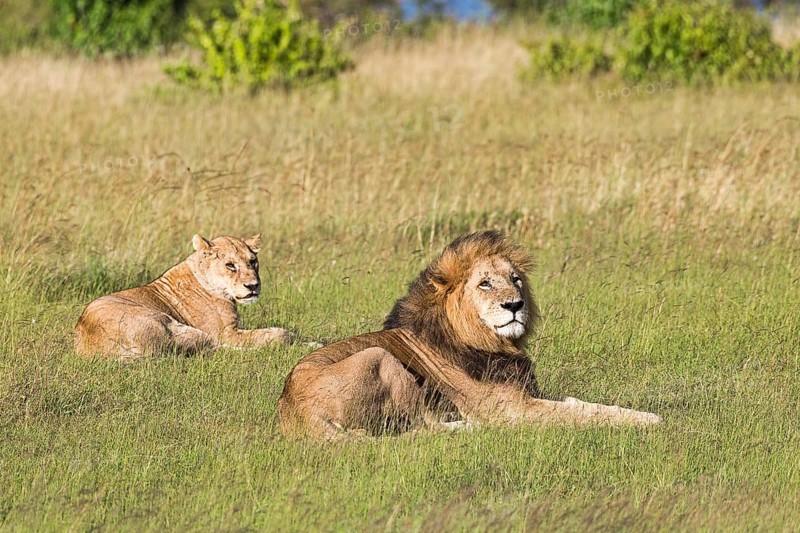 Lions (Panthera leo)
