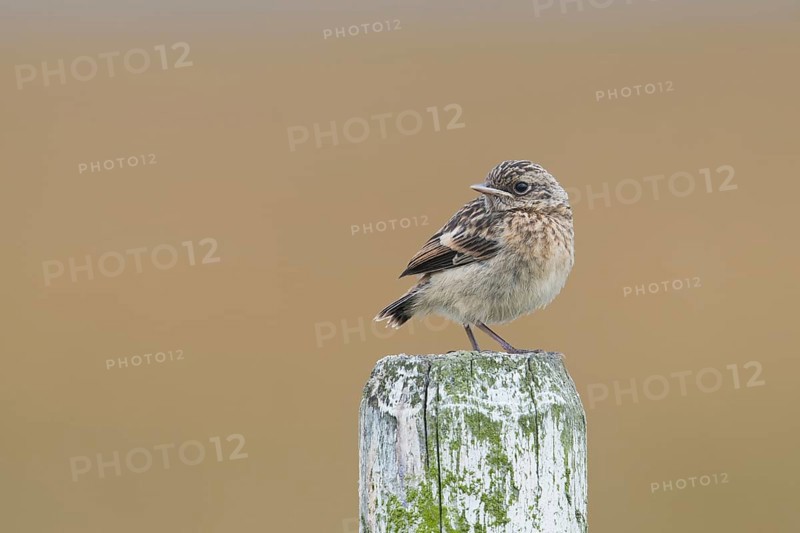 European stonechat (Saxicola rubicola)