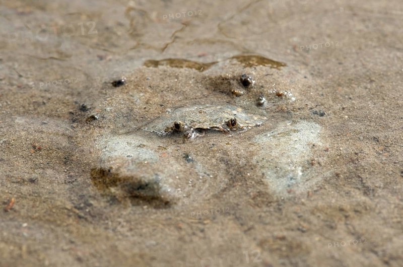 European green crab (Carcinus maenas) hides in the sand