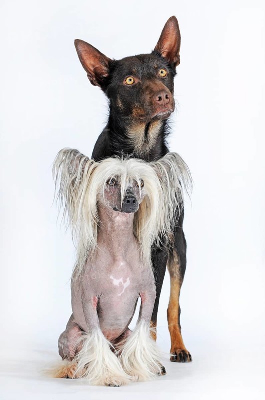 Chinese Crested Hairless Dog