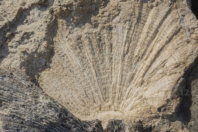 Coral fossils