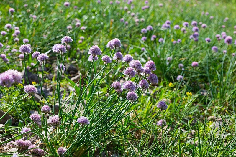 Wild flowering Garlic (Allium sativum) on the banks of the Elbe