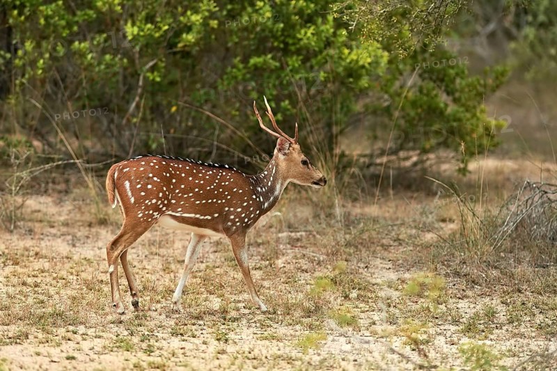 Chital (Axis axis)