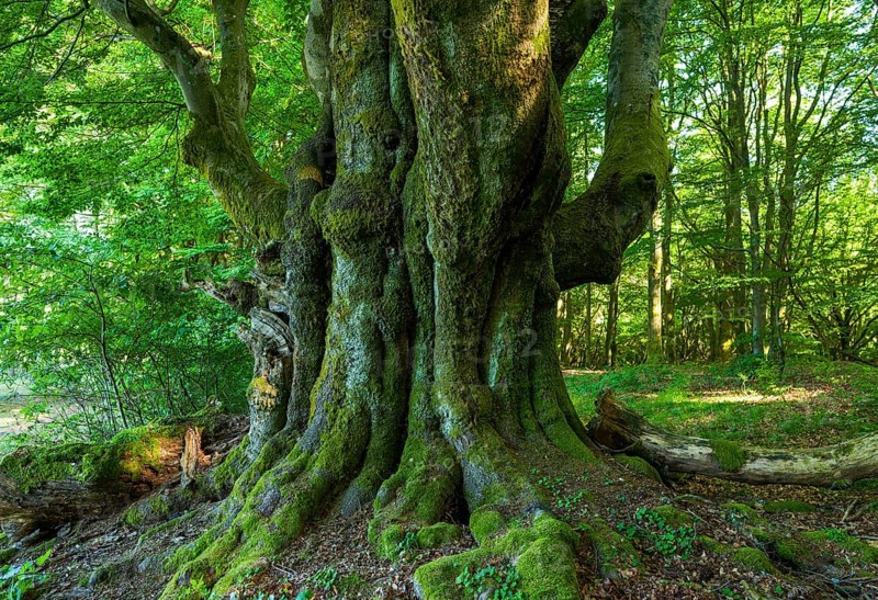 Old Common beech (Fagus sylvatica)