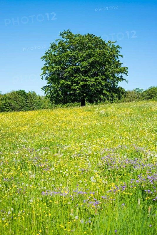 Common beech (Fagus sylvatica) stands in blossoming meadow