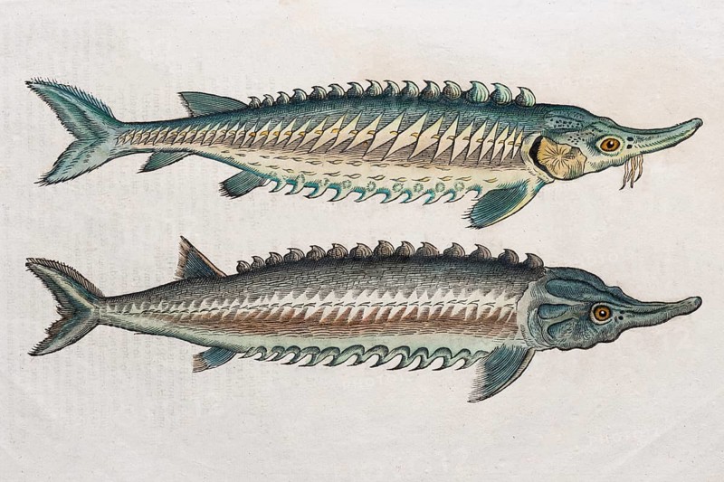 Sturgeons (Acipenseridae)