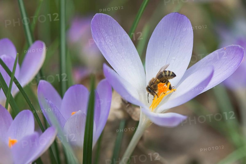 Early crocus (Crocus tommasinianus) with honey bee (Apis mellifera)